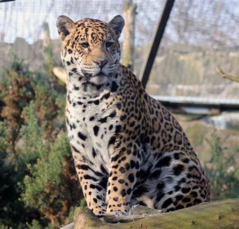 New Jaguar Arrives At Edinburgh Zoo Live Science