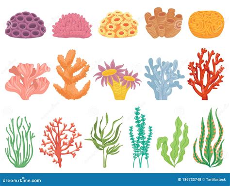 Ocean Coral Seaweeds And Sea Plant Creatures Marine Kelp Underwater