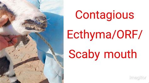 Contagious Ecthyma In Goatorf Scaby Mouthsore Mouthdr Shafiq Ahmad
