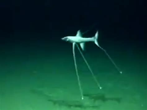 Video Strange Tripod Fish Caught On Video Outdoorhub