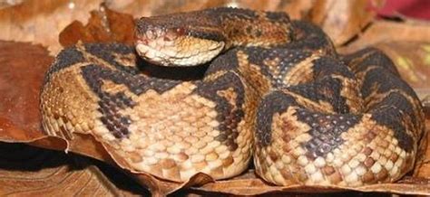 Bushmaster Meet The Largest Pit Viper In The World Snake Facts