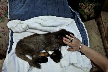 It may be difficult to schedule. In-home pet euthanasia offers peaceful and dignified ...
