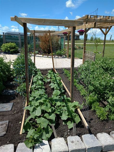 The trellis method compared to growing in spreads allows Cucumber grid with old wood and chicken wire. | Cucumber ...