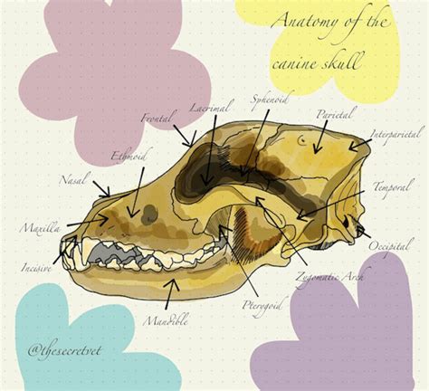 Anatomy Of The Canine Skull Veterinary Medicine Print A3a4 Etsy