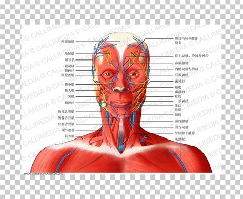 This diagram depicts head neck muscle diagram. Anterior Neck Anatomy - Anatomy Diagram Book