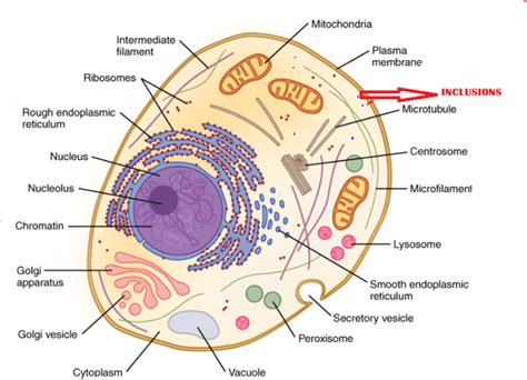 Structure Of Cytoplasm The Function Of Centrosome And Cytoplasmic
