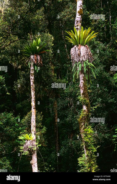 Subtropical Rainforest With Epiphytic Plants Growing On Coachwood