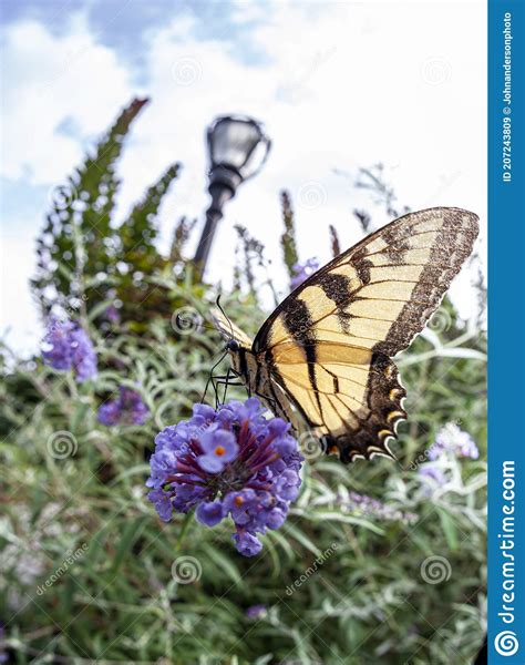 Papilio Glaucus Eastern Tiger Swallowtail Stock Image Image Of