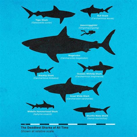 The Deadliest Sharks Of All Time Graphics And Design Shark