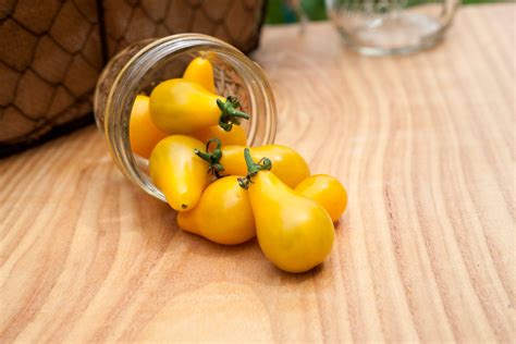 Yellow Pear Heirloom Tomato Premium Seed Packet · Sherwoods Seeds
