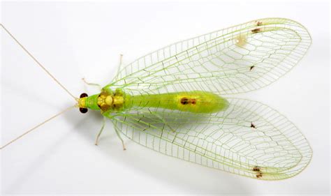 Real Monstrosities Green Lacewing