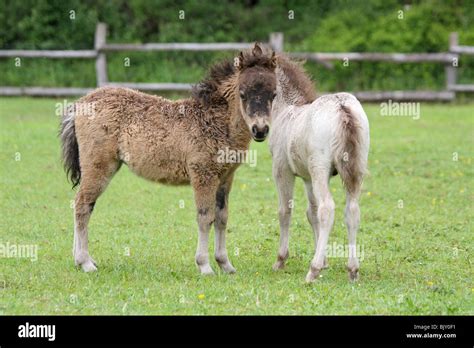 American Miniature Horse Foals Stock Photo Alamy