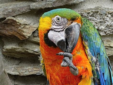 Parrot Ara Bird Colorful Animal Blue Plumage Head Color Close