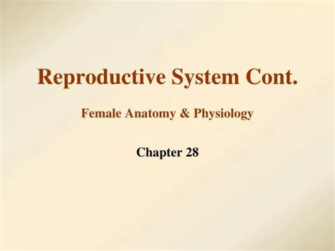 Ppt Reproductive System Cont Female Anatomy And Physiology Powerpoint Presentation Id7055861