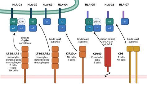 Frontiers Role Of Hla G In Viral Infections