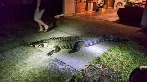 Aggressive 11 Foot Alligator Busts Through Window Of Clearwater Home
