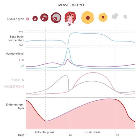 Tracking symptoms throughout your menstrual cycle in clue can help you feel more in. How to Know if Your Period is Normal (7 Signs it Is + 12 ...