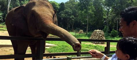 Kalau datang masa hujung minggu, jangan lupa singgah lawat lily — si gajah yang comel dan manja. Update Harga Tiket Masuk Zoo Melaka & Night Safari ...