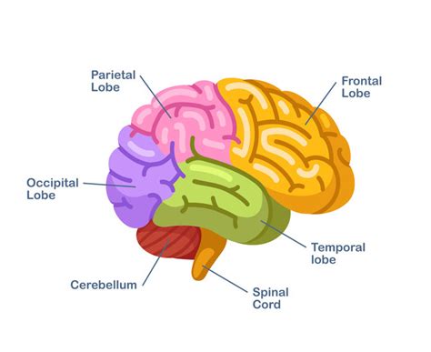 [diagram] Diagram Of The Occipital Lobe Mydiagram Online