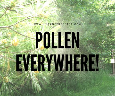 Pollen Everywhere Will Cutting Down The Tree Help Lineage Tree Care
