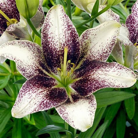 Asiatic Lily Easy Spot Pollen Free Hybrid Flower Bulbs Plant Etsy