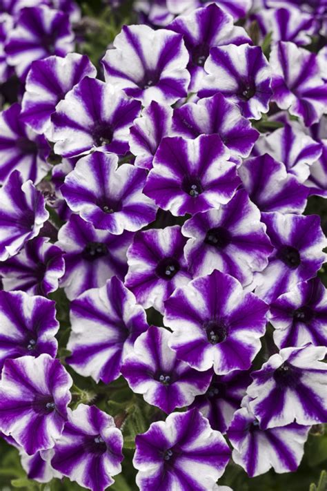 Petunia Supertunia Mini Vista Violet Star Milaegers