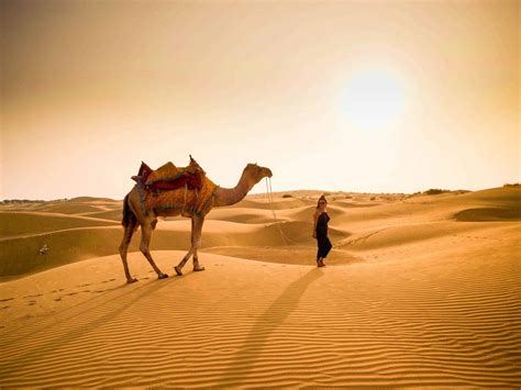 Camel Safari In Jaisalmer 8 Important Tips To Have A Great Time