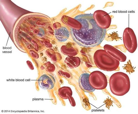 Mengenal Komponen Komponen Dalam Darah Manusia Serta Fungsinya