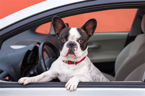 Top 7 Best Car Seats For French Bulldogs Buyers Guide Sir Doggie