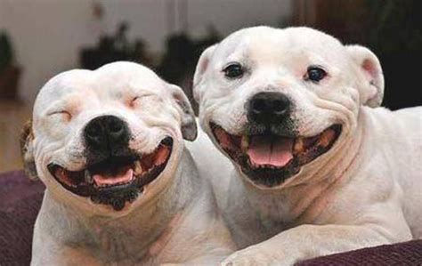 Do Dogs Really Smile