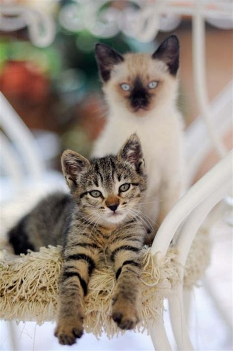 17 Best Siamese Tabby Cats Images On Pinterest Baby