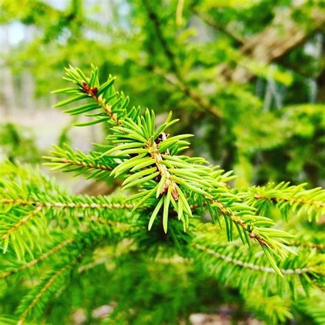 Needles Pines Trees Nature Hiking Chestnutridge Wny Orchardpark