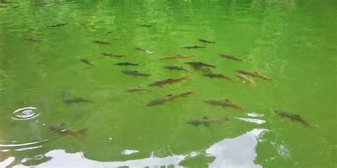 Masyarakat setempat sangat meyakini bahwa ikan sakti. Aneh Unik Keren: 5 Mitos Horor Sungai di Indonesia