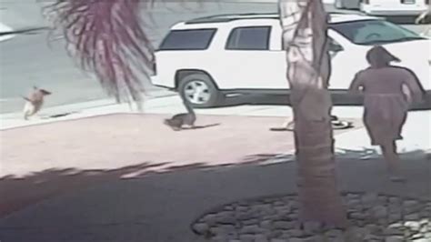 Unlikely Tail Video Of Heroic Cat Saving Boy From Dog