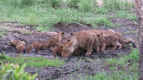 Wondeful Lion Cubs In Africa Lioness Take Care Of Lions Babies