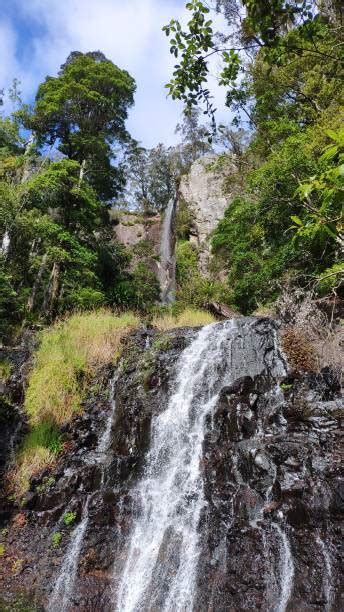 Tamborine National Park Stock Photos Pictures And Royalty Free Images