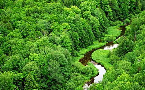 Forest Green Landscape River Scenery Stream