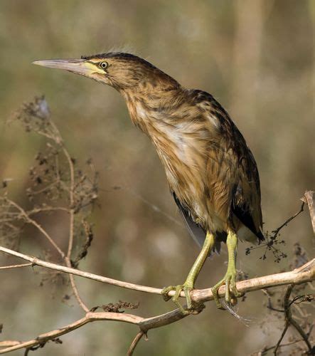 Bittern Bird Britannica