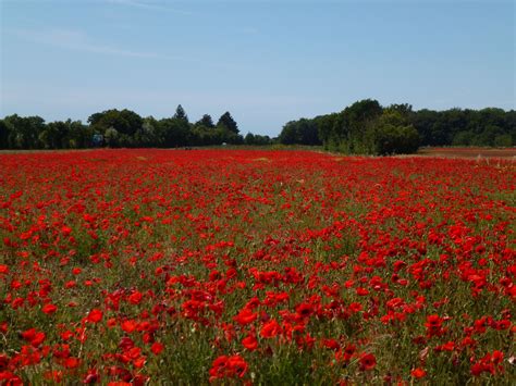 A Field Of Poppies Somewhere In Normandy France Id Just Like To Go