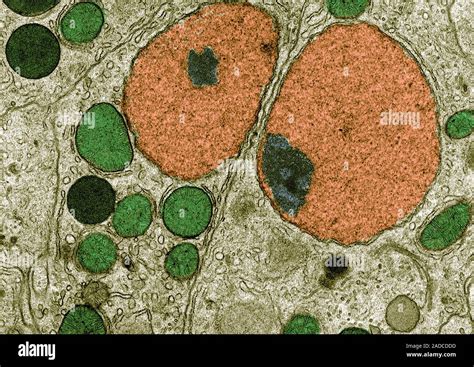 Liver Cells Coloured Transmission Electron Micrograph Tem Of Liver