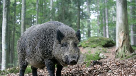 Download Forest Pig Hd Wallpapers