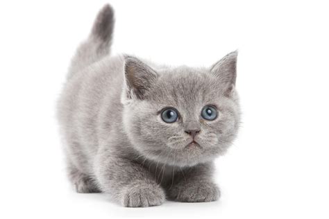 Blue British Shorthair Cats