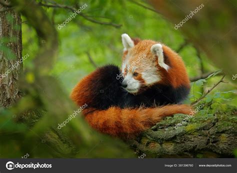 Panda Lying Tree Green Leaves Ailurus Fulgens Red Panda Detail Stock
