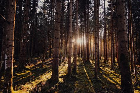 Brown And Green Trees · Free Stock Photo