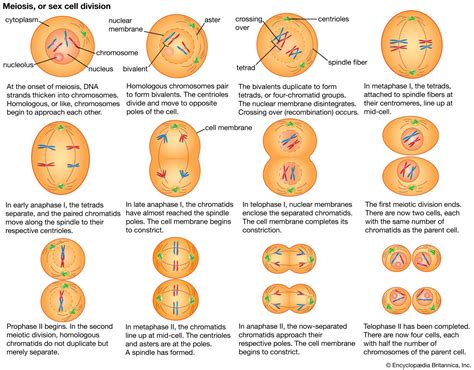Cell Meiosis Chromosomes Mitosis Britannica
