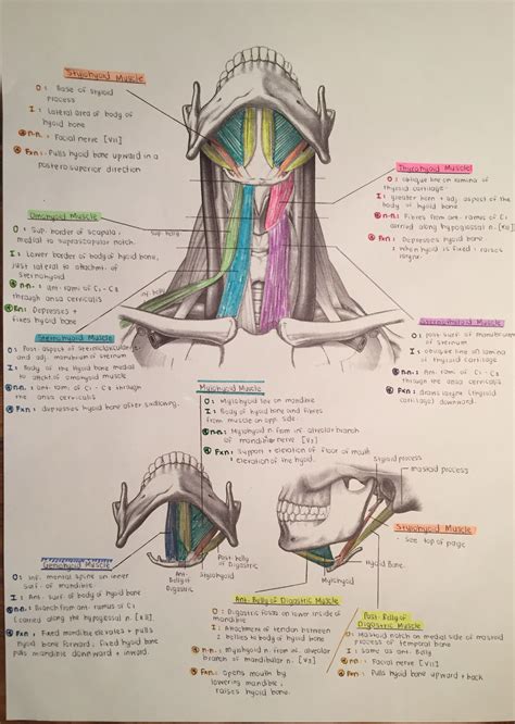 Muscles Of The Anterior Triangle Of The Neck Medicine Notes Medicine