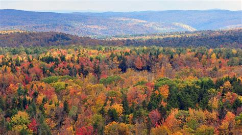2020 Fall Foliage Exciting Display Of Foliage Expected In Vermont