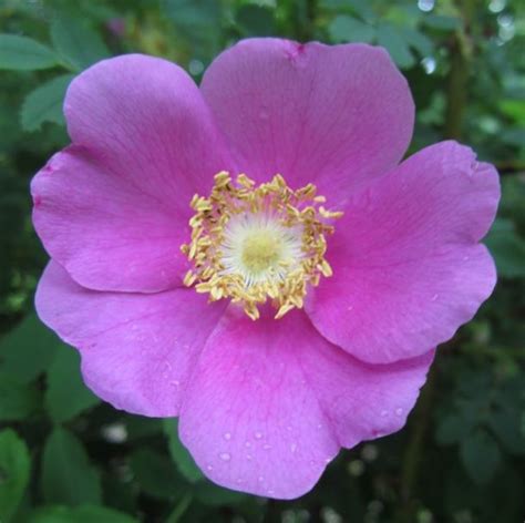 Wild Rose — Elise Krohn Wild Foods And Medicines