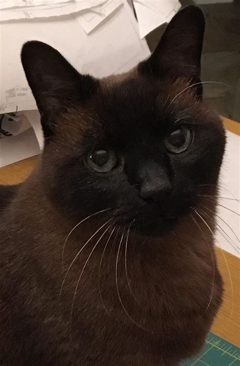 12 Important Life Lessons Siamese And Burmese Mix Cats Taught Us