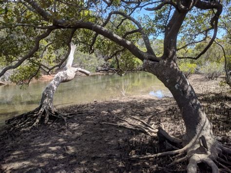 exploring the mangroves australian photography